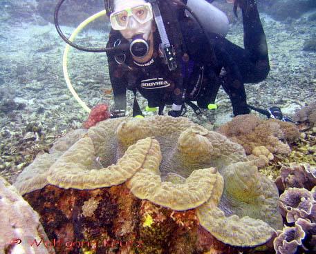 giant clam Самые необычные существа планеты Земля. Часть II